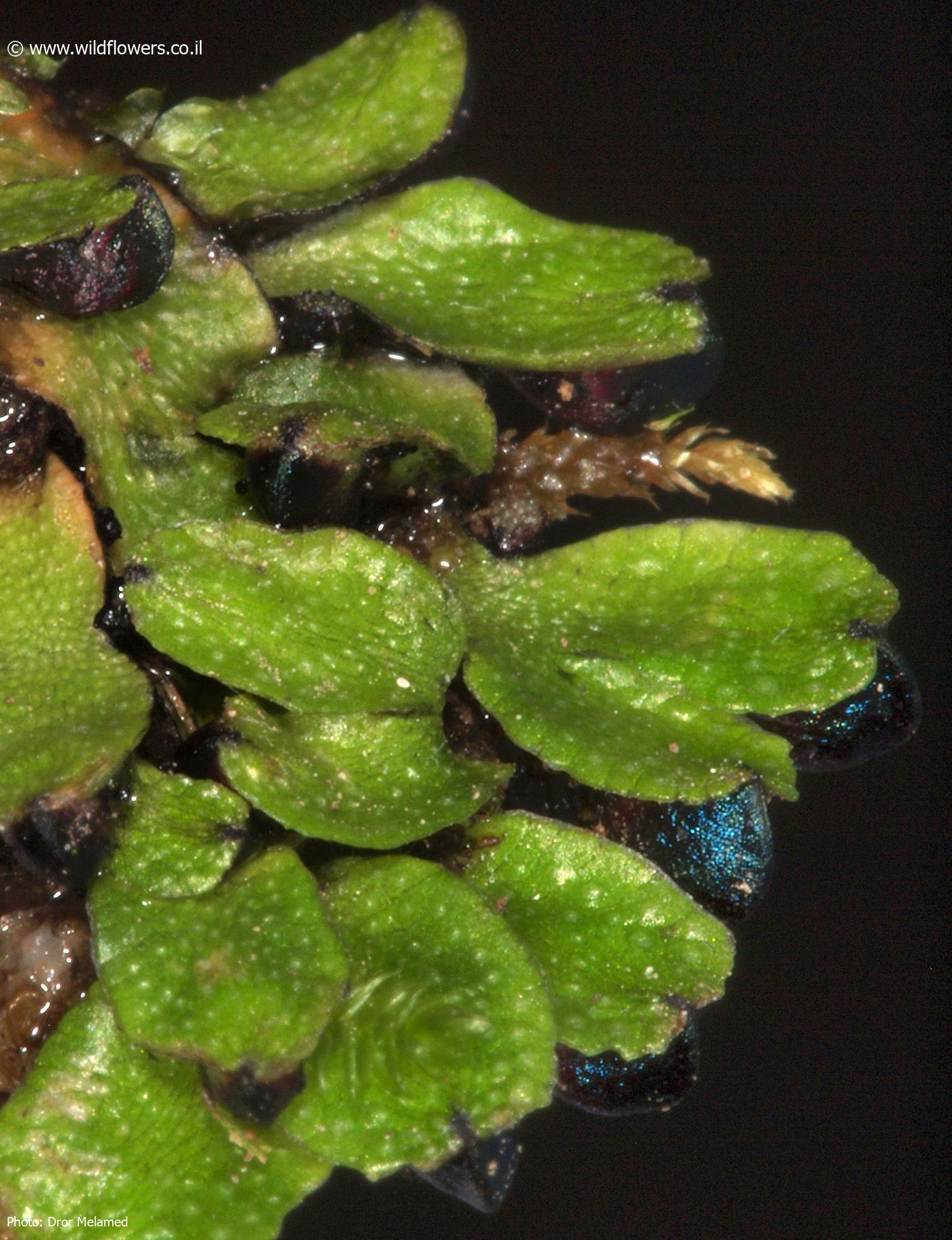 Targionia  hypophylla